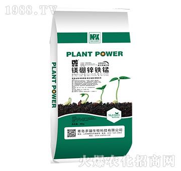 �V���\�F�i-���P����