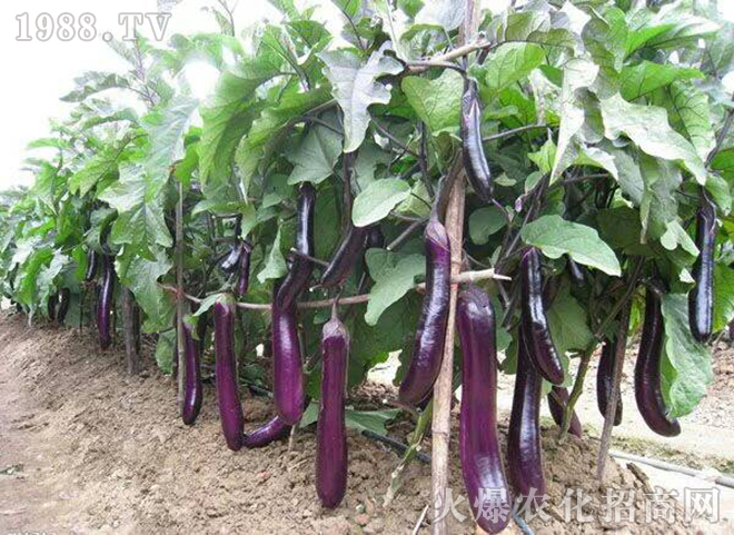 ���̼���