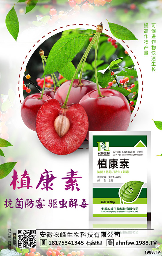 當(dāng)歸怎么種植,當(dāng)歸種植效益及栽培技術(shù)!