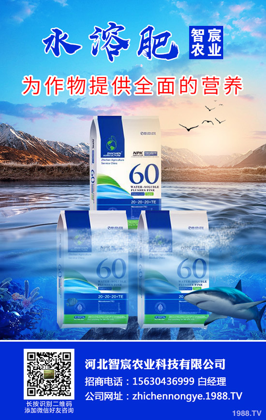 茄子僵果是什么原因造成的？茄子僵果如何防治？