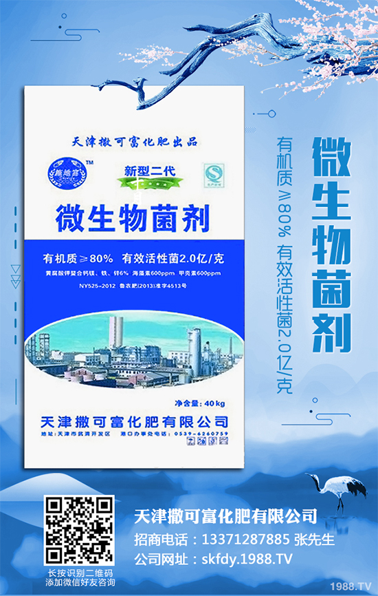 白皮松移栽后枯黃是咋回事？該怎么解決？快來看看吧