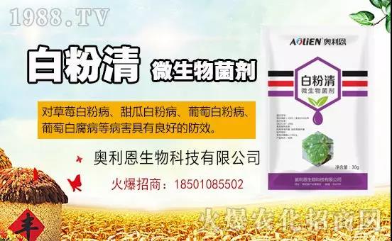 �׷۲�������(f��)�y�p���� ӛס�@��(g��)ˎ����Ч���ΰ׷۲����P����