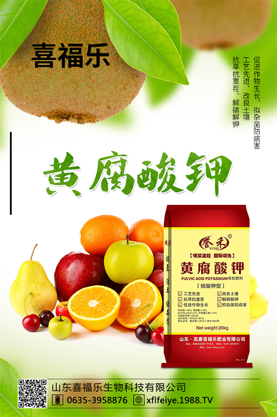 貢菊有哪些神奇功效？貢菊花的功效作用與禁忌