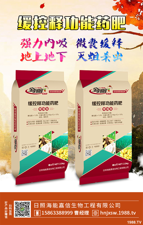 芹菜該如何種植?注意些什么?芹菜高產(chǎn)種植方案