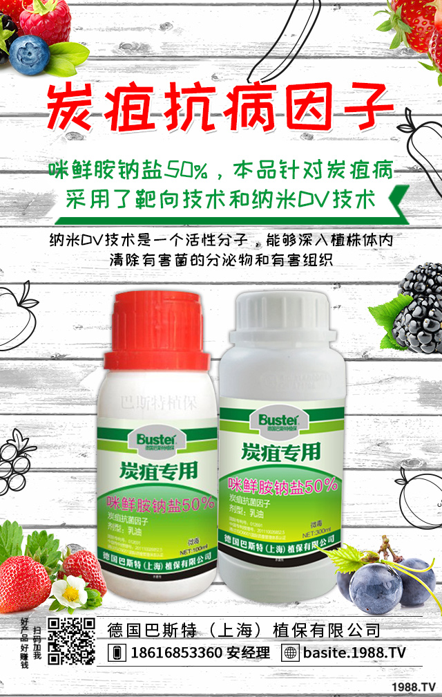 煙草炭疽病怎么辦？煙草炭疽病有效防治技巧