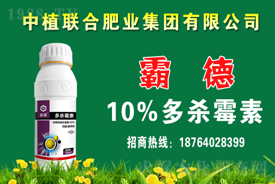 今日小麥價格行情如何？春節(jié)前小麥價格還會上漲嗎？