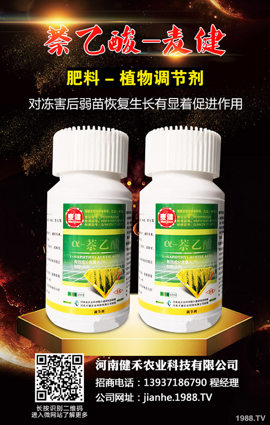 辣椒溫室白粉虱蟲害嚴重怎么辦，辣椒溫室白粉虱的發(fā)生與防治！