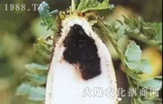 蘿卜軟腐病的癥狀和蘿卜軟腐病的防治