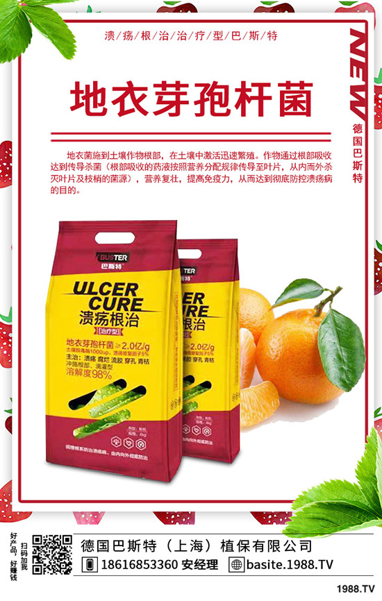  香椿怎么種植，種植密度該多大？香椿苗種植方法！