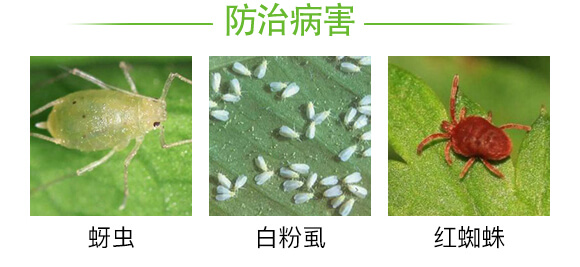 有效生物制劑-蚜虱勿擾-強(qiáng)農(nóng)生物_03