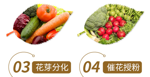 中藥材營養(yǎng)快補-含腐植酸水溶肥-北美農(nóng)大_06