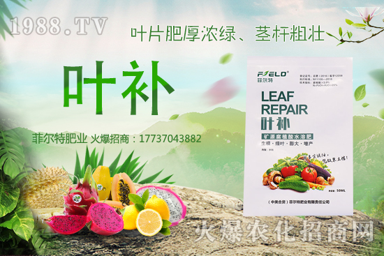 無花果種植前景怎么樣？無花果種植時(shí)間和方法！