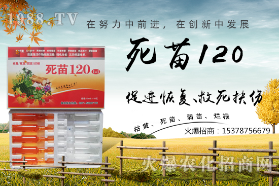  �߲˷Nֲ���L���������������砀�����W(xu��)���@Щ�������߲����砀����������