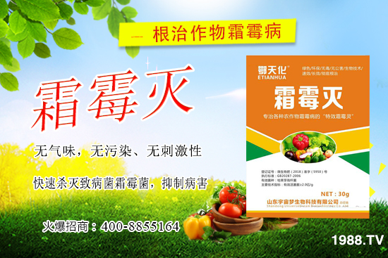 黃瓜霜霉病嚴(yán)重怎么辦,怎樣巧治黃瓜霜霉。