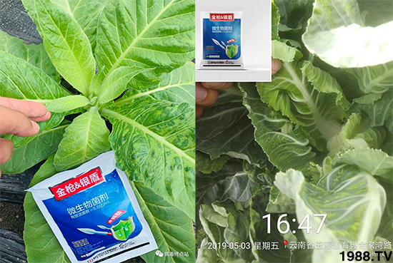 Ч������