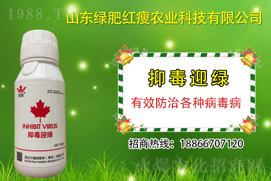 防治病毒病再也不用拔，“抑毒迎綠”專治病毒??！