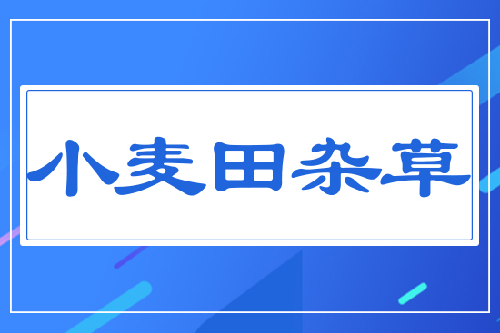 小麥田雜草