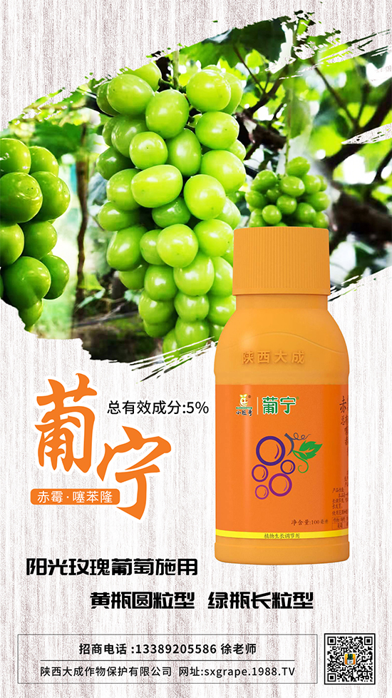 葡萄如何保果座果，減少大小粒？這些管理相當(dāng)重要！