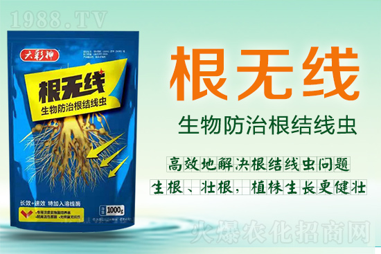 根結(jié)線蟲(chóng)殺死容易殺絕難！這樣防治效果好到驚人！