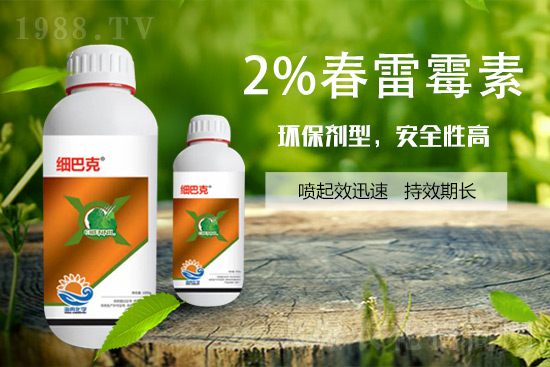 番茄潰瘍病怎么辦？聽(tīng)聽(tīng)專家怎么說(shuō)！