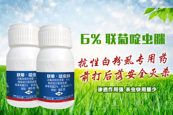 抗性白粉虱難防又難治?這樣用藥蟲(chóng)卵雙殺,死蟲(chóng)!