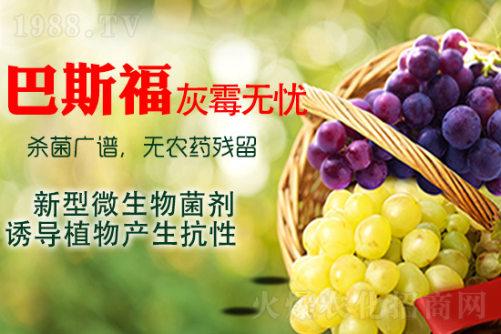 葡萄灰霉病該如何解決？灰霉病用藥建議！