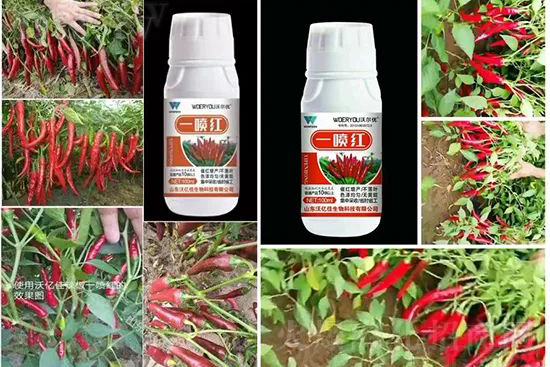 ���t�����95%���߼t�����~�����뷭�׷�����������һ���t��