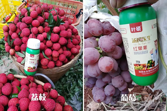 �t���ء�ֻ���D(zhu��n)ɫ�������D(zhu��n)ɫ�졢�����߼t���ó