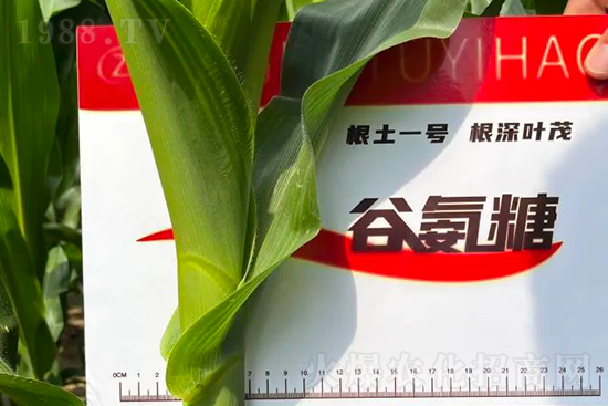渾源玉米頂呱呱，營(yíng)養(yǎng)補(bǔ)充全靠它