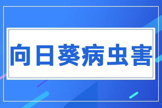 ���տ����x��