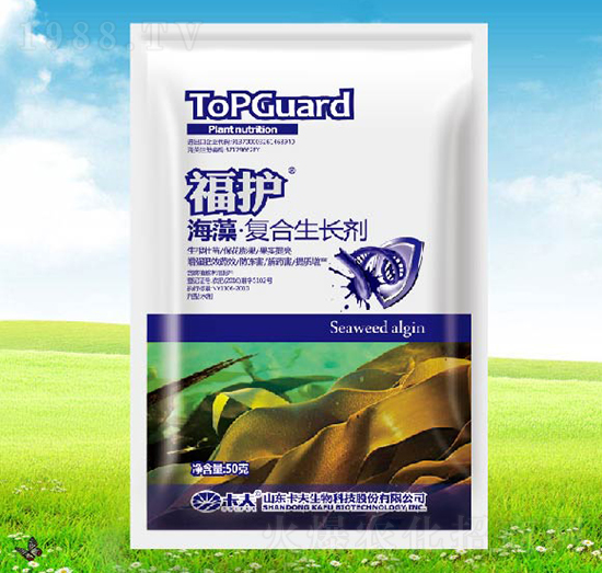 �����(f��)�����L(zh��ng)��-���o(h��)-����