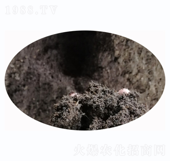 �G��������̿��-�t�ķ�