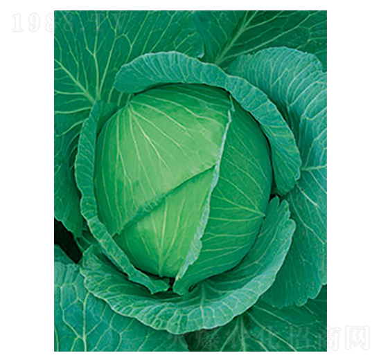 京豐一號(hào)甘藍(lán)-太樂(lè)種業(yè)