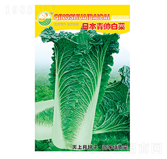 白菜種子-日本青帥白菜-太樂(lè)種業(yè)