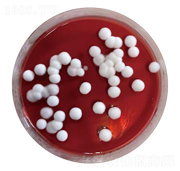 ΢����������������߾���-��������