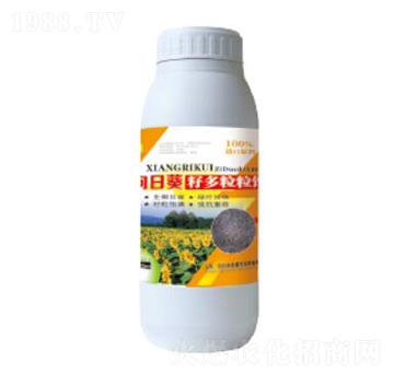 ���տ��Ѷ�����-��������