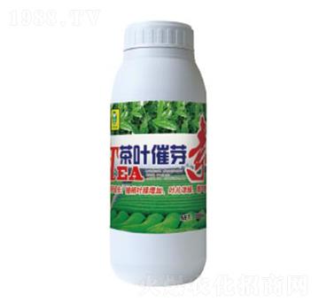 ����ѿ��-��������