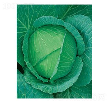 京豐一號(hào)甘藍(lán)-太樂(lè)種業(yè)