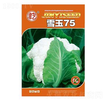 ���˷N��-ѩ��75-���S�r�I(y��)